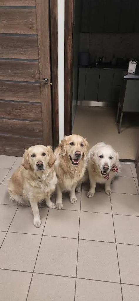 Trīs zeltainie retrīveri klīnikā