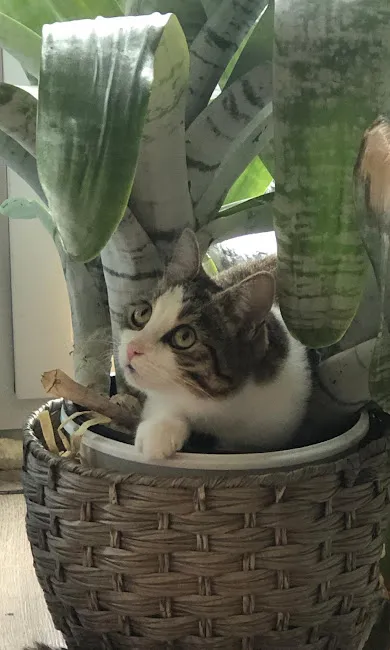 Svītrainais kaķis ielūkojas no puķu groza