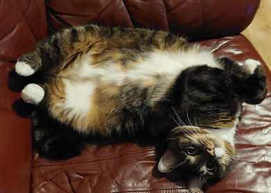 Trīskrāsu kaķis izstiepies uz dīvāna