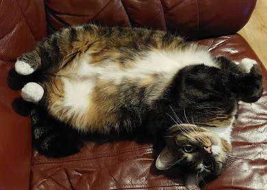 Trīskrāsu kaķis izstiepies uz dīvāna