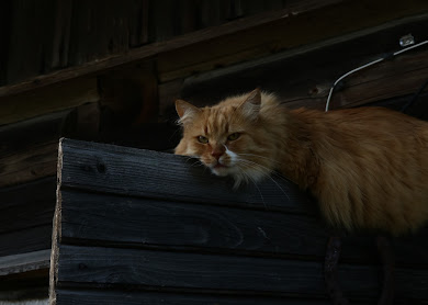 Kaķis mierīgi atpūšas