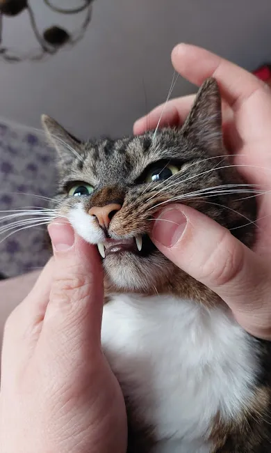 Kaķa zobu apskate veterinārajā klīnikā