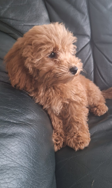 Aprikožu pūdeļa kucēns uz dīvāna