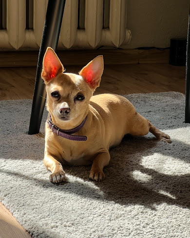 Mazs suns pie veterinārārsta