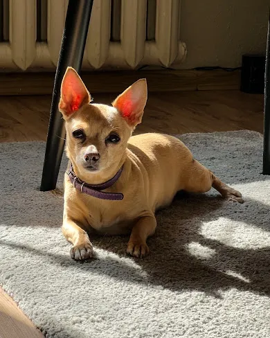 Mazs suns pie veterinārārsta