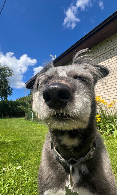 Priecīgs suns bauda āru