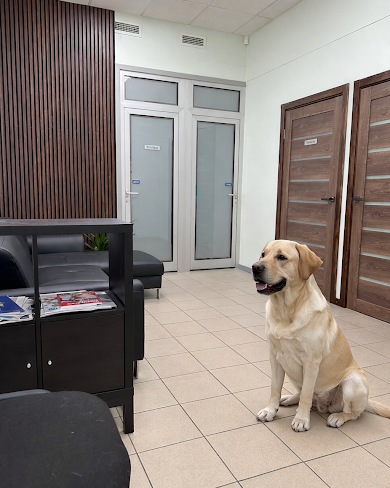 Labradors sēž uzgaidāmajā