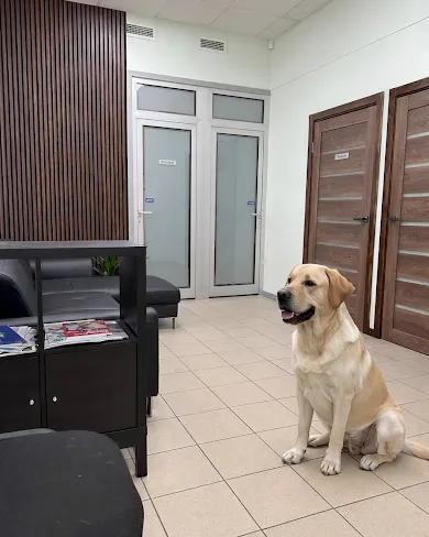 Labradors sēž uzgaidāmajā