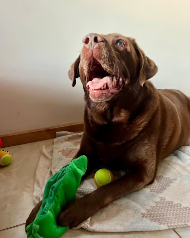 Priecīgs šokolādes labradors ar rotaļlietām