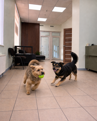 Mazie suņi spēlējas ar bumbu vestibilā