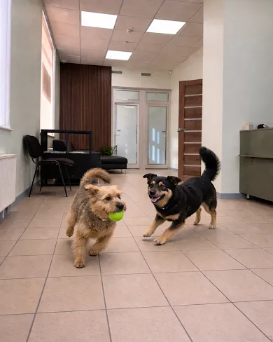 Mazie suņi spēlējas ar bumbu vestibilā