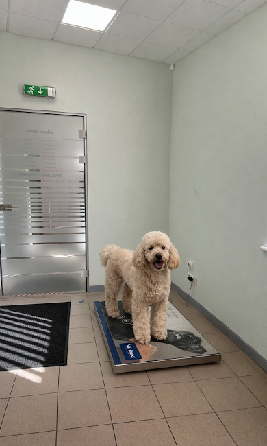 Suns veterinārajā klīnikā