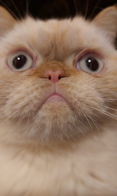 Persijas kaķa sejas tuvplāns