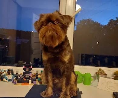 Briseles grifoņs uz palodzes