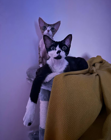 Divi kaķi klīnikā